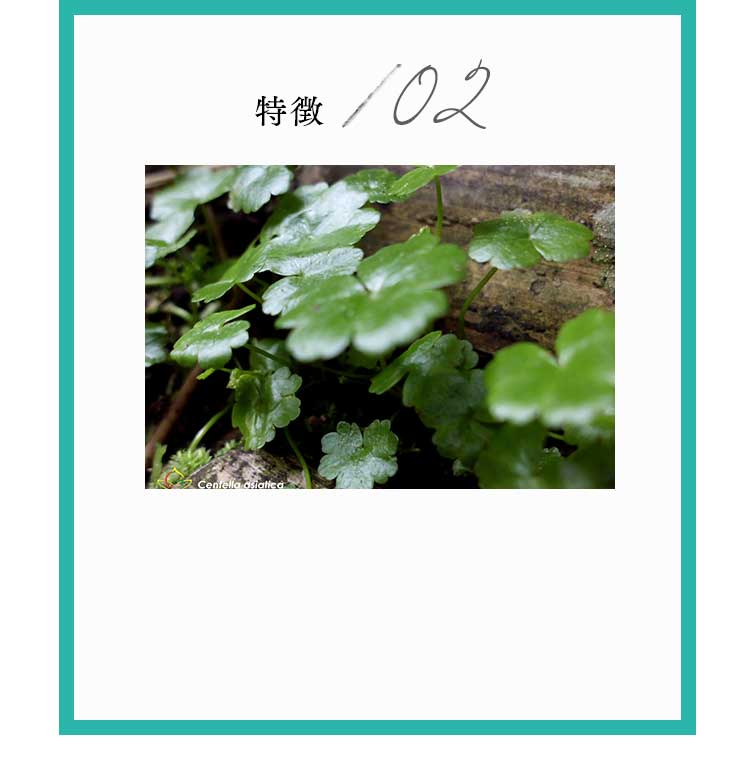 特徴2