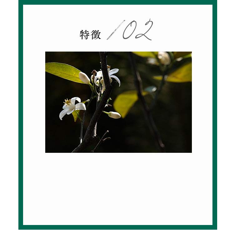 特徴2